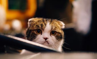content marketing swindle angry cat
