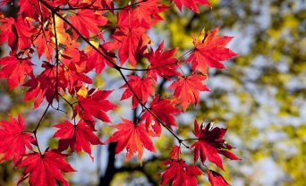 changing leaves representing change for content marketing managers