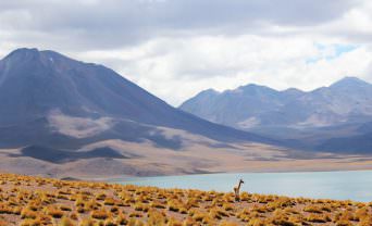 Llama stands alone in a barren environment