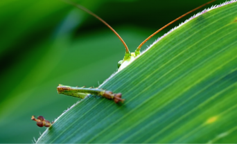 Grasshopper is excused by a leaf