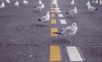 Seagulls on the road