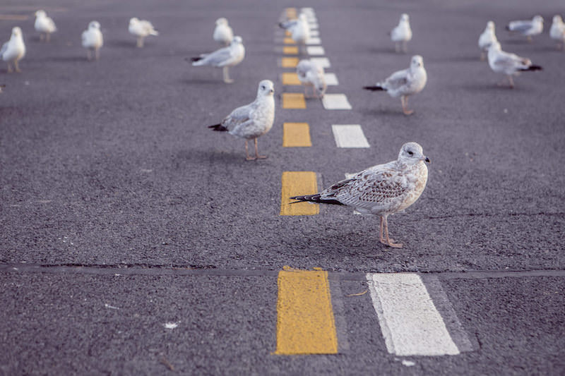 Seagulls on the road