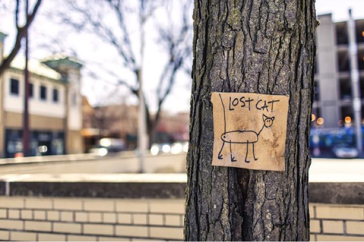 'Lost Cat' sign nailed to a tree
