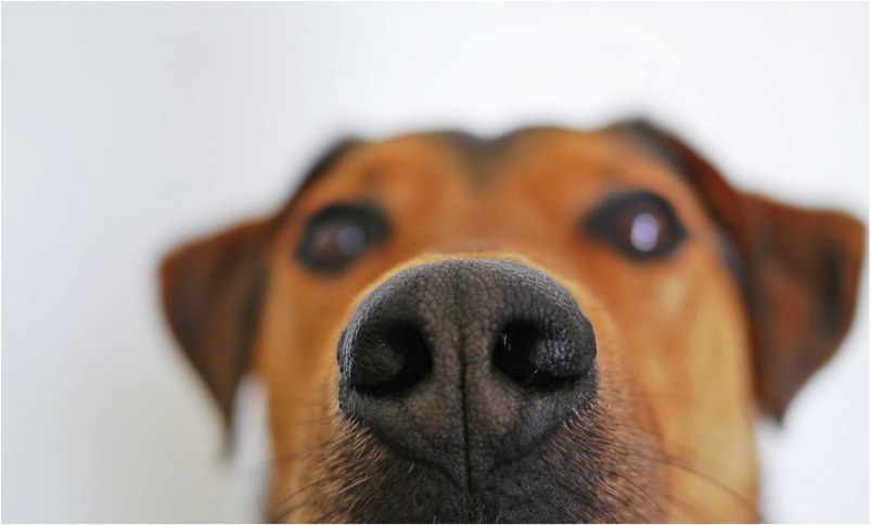 Dog faces camera with only the nose in focus