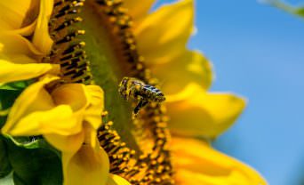 Bee flies in front of a sunflower