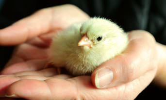 Hands holding a chick