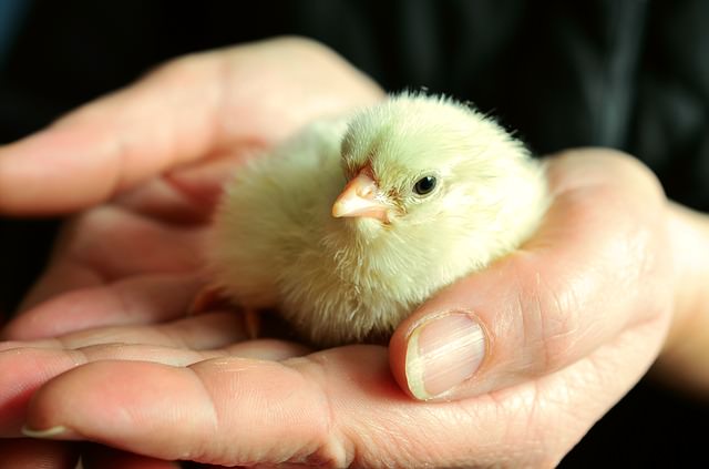 Hands holding a chick