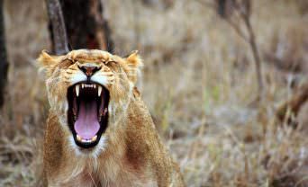 A lioness roars at the camera