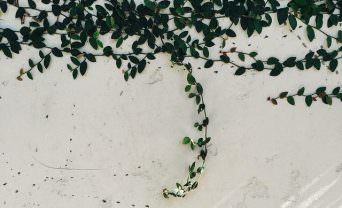 Vine growing on a white wall