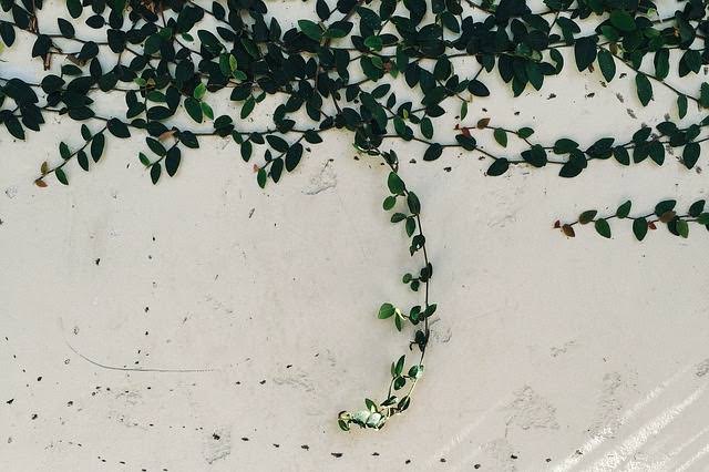 Vine growing on a white wall